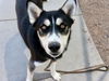 adoptable Dog in  named OSO