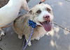 adoptable Dog in  named WILLOW