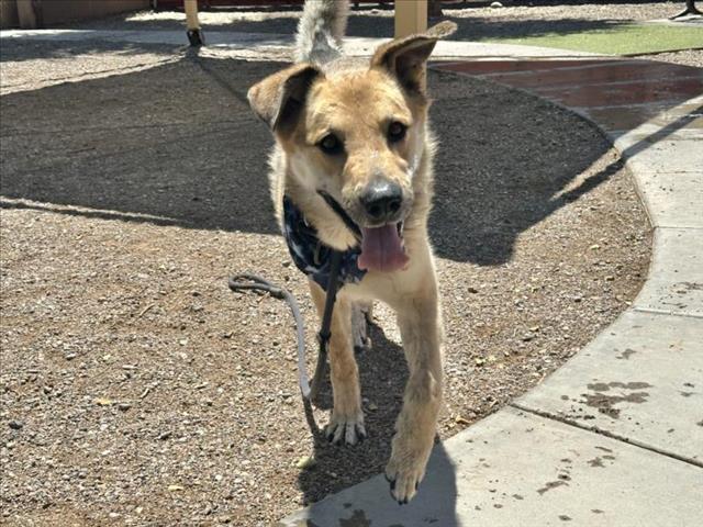 adoptable Dog in Phoenix, AZ named STAPELTON