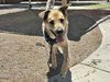 adoptable Dog in  named STAPELTON