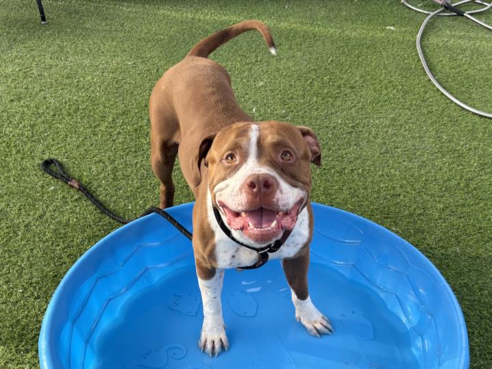 adoptable Dog in Phoenix, AZ named REDBULL