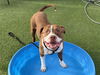 adoptable Dog in  named REDBULL