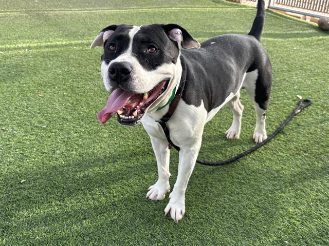 adoptable Dog in Phoenix, AZ named SHARPIE