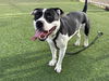 adoptable Dog in  named SHARPIE