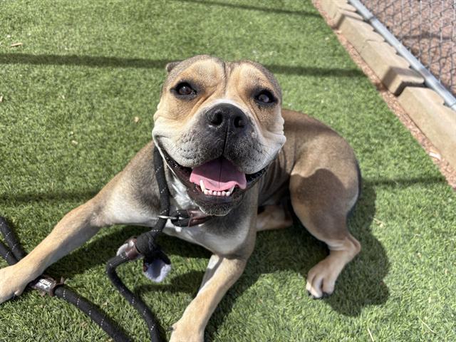 adoptable Dog in Phoenix, AZ named MS SQUISHY