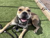 adoptable Dog in  named MS SQUISHY