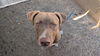 adoptable Dog in  named TOBY