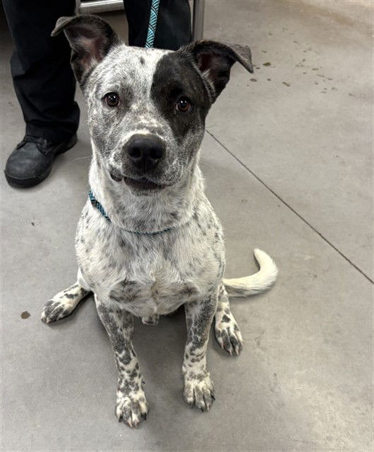 adoptable Dog in Phoenix, AZ named ASTRO