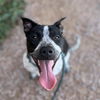 adoptable Dog in  named SWEETS