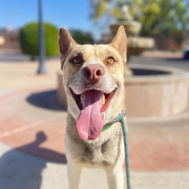 adoptable Dog in Phoenix, AZ named ICE TEA