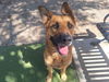adoptable Dog in  named PHANTOM