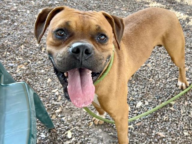 adoptable Dog in Phoenix, AZ named SAILOR