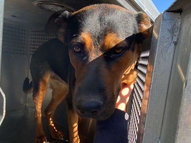 adoptable Dog in Phoenix, AZ named PEPSI