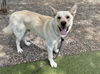 adoptable Dog in  named BIG HONEY