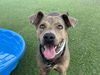 adoptable Dog in  named FLASH