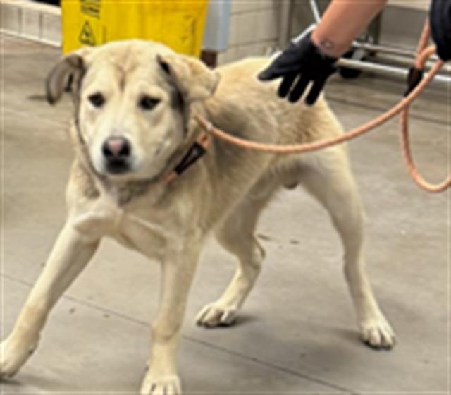 adoptable Dog in Phoenix, AZ named SEA SALT