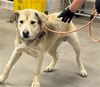 adoptable Dog in  named SEA SALT