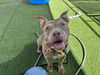 adoptable Dog in  named MUNCHY