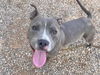 adoptable Dog in  named TONKA