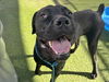 adoptable Dog in  named MITCH