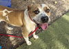 adoptable Dog in  named MILO