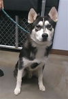 adoptable Dog in  named OREO