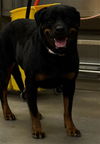 adoptable Dog in  named LUCY