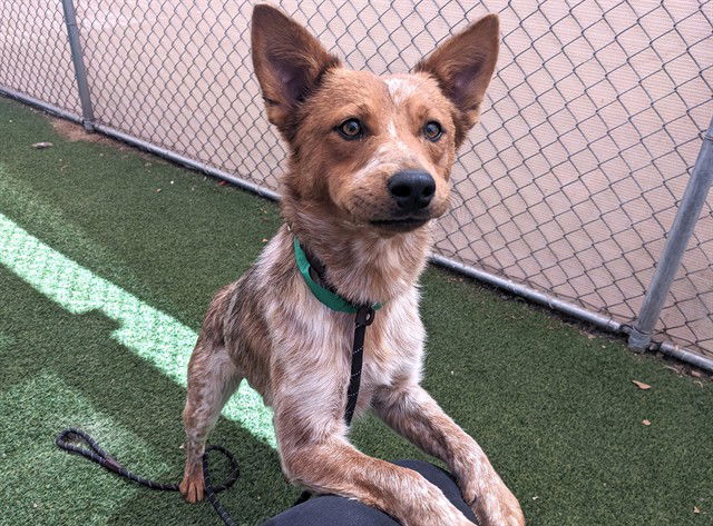 adoptable Dog in Phoenix, AZ named TATER