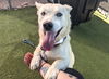 adoptable Dog in  named CORK