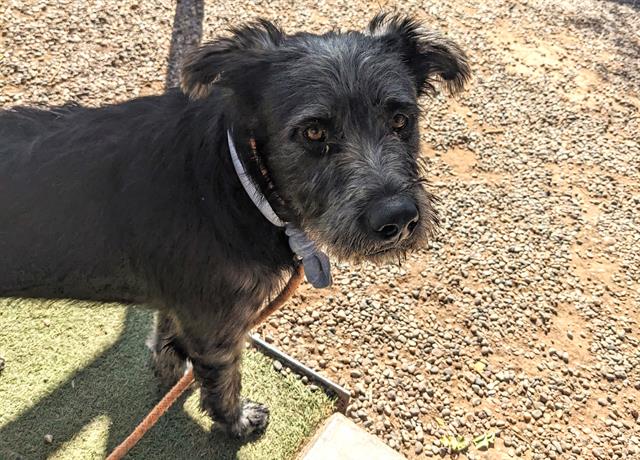 adoptable Dog in Phoenix, AZ named PINGU