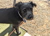adoptable Dog in  named PINGU