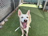 adoptable Dog in  named MALACHI