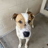adoptable Dog in  named LAVA CAKE
