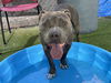adoptable Dog in , AZ named STANLEY