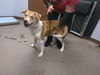 adoptable Dog in , AZ named HAAGEN DAZS