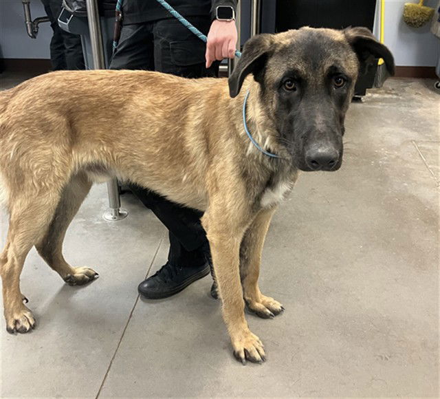 adoptable Dog in Phoenix, AZ named SPARKY