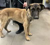 adoptable Dog in , AZ named SPARKY