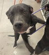 adoptable Dog in , AZ named PERRY