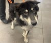 adoptable Dog in , AZ named GATOR