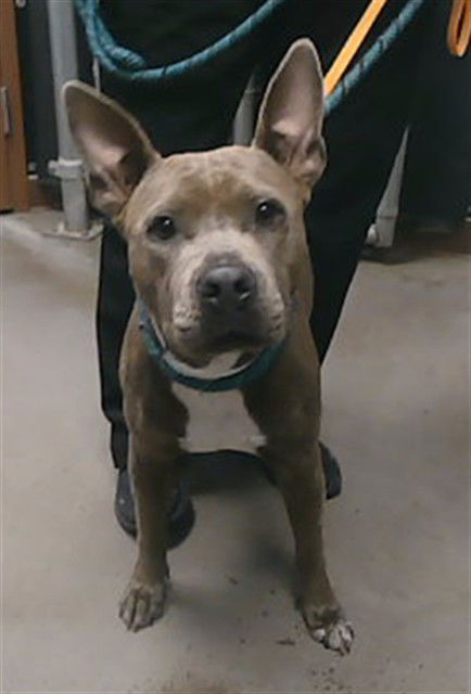adoptable Dog in Phoenix, AZ named HAILEY
