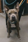 adoptable Dog in , AZ named HAILEY