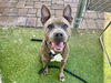 adoptable Dog in  named HAILEY