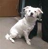 adoptable Dog in , AZ named HYDROFLASK