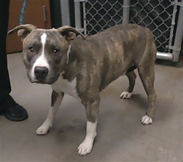 adoptable Dog in Phoenix, AZ named RHINO