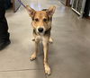 adoptable Dog in , AZ named KIRKLAND