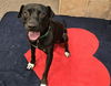 adoptable Dog in , AZ named ECLIPSE