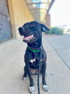 adoptable Dog in  named ECLIPSE