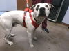 adoptable Dog in , AZ named CAPTAIN