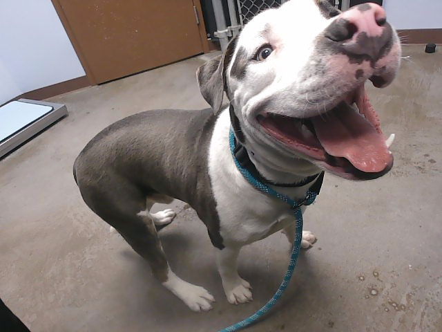 adoptable Dog in Phoenix, AZ named SMILEY