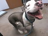 adoptable Dog in , AZ named SMILEY